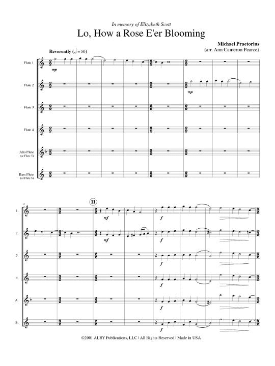 Praetorius, M :: Lo, How a Rose E'er Blooming